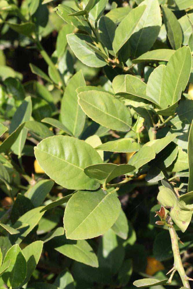            Sun leaves (Abhayapuri, Riverside, CA)   